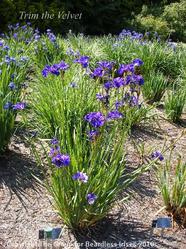 DSCF1448 - Trim the Velvet